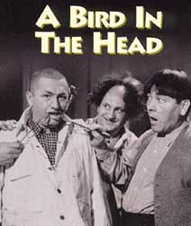 A Bird in the Head